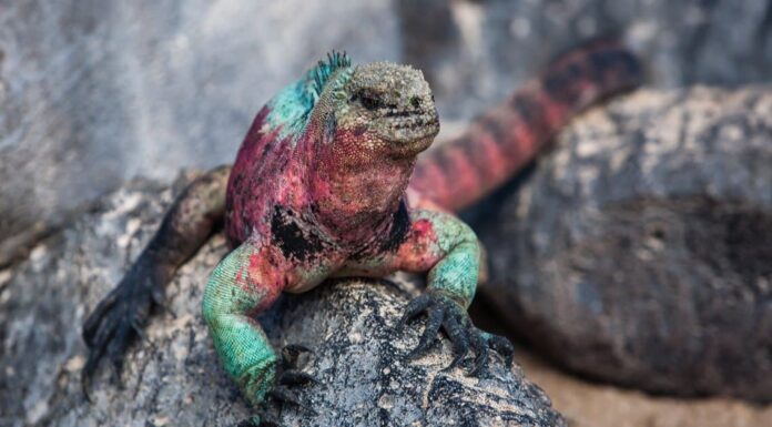 group-of-green-iguanas-by-a-lake