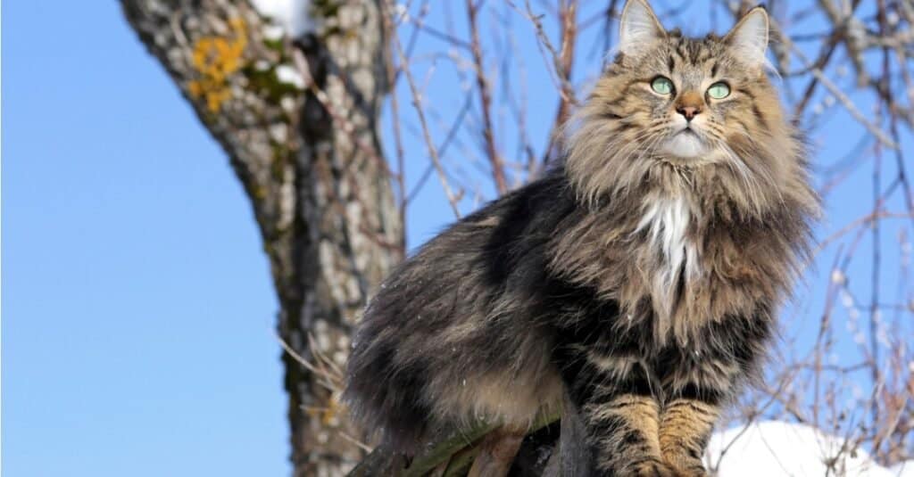 I gatti più forti sono il gatto delle foreste norvegesi