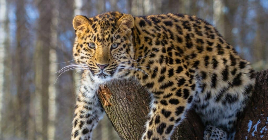 L'animale più raro è il leopardo dell'Amur