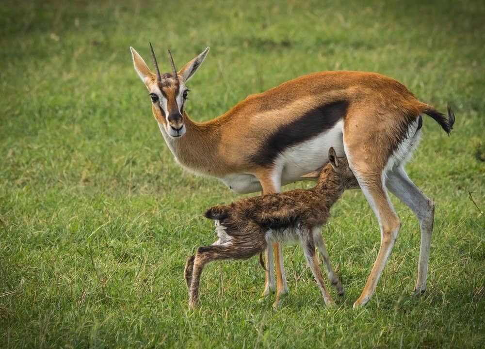 Cosa mangiano le antilopi - mamma antilope e il suo bambino