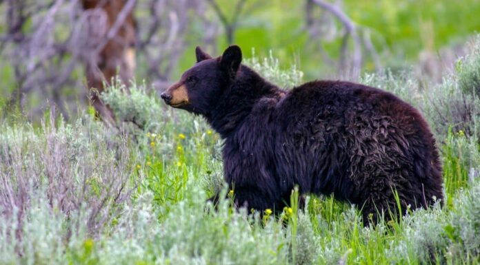  Cosa mangiano gli orsi neri?  Oltre 20 cibi di cui si nutrono
