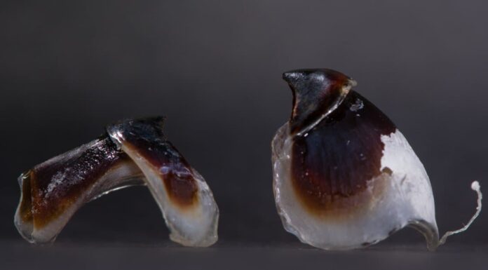 Octopus Teeth- Octopus Beak