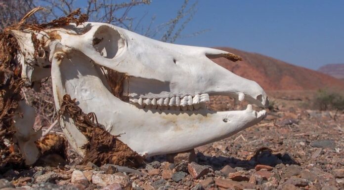 Giraffe Teeth - Giraffe Mouth