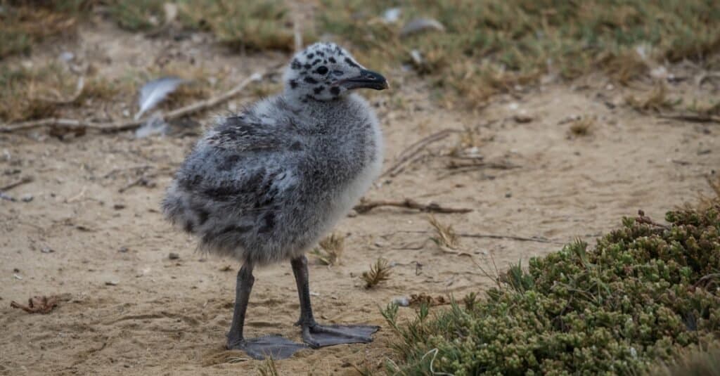 cucciolo di gabbiano