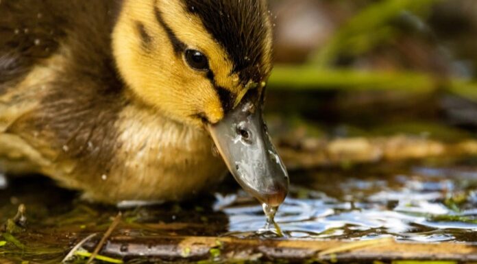 What do ducklings eat - mom and baby ducks