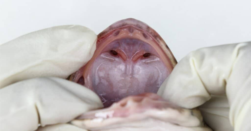 Denti di rana - Anatomia di rana