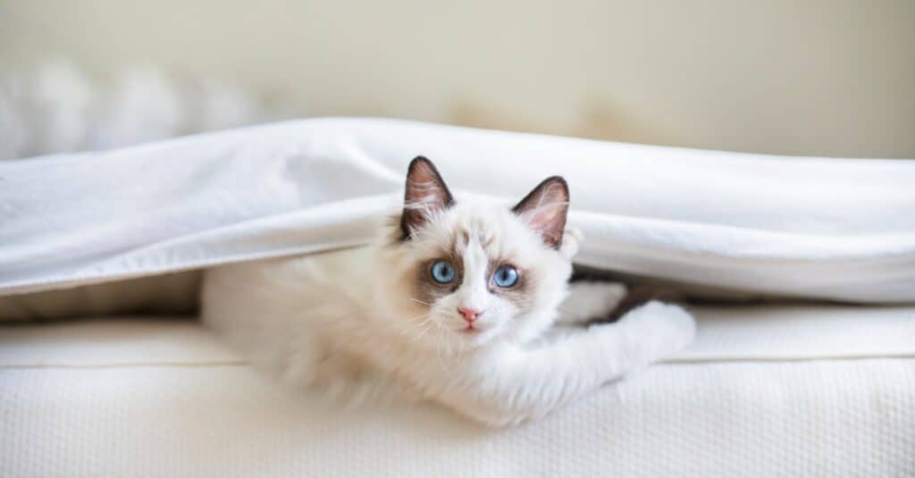 gattino ragdoll che gioca sotto le coperte