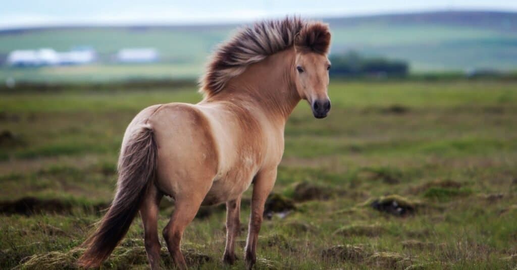 I cavalli più piccoli - Cavallo islandese