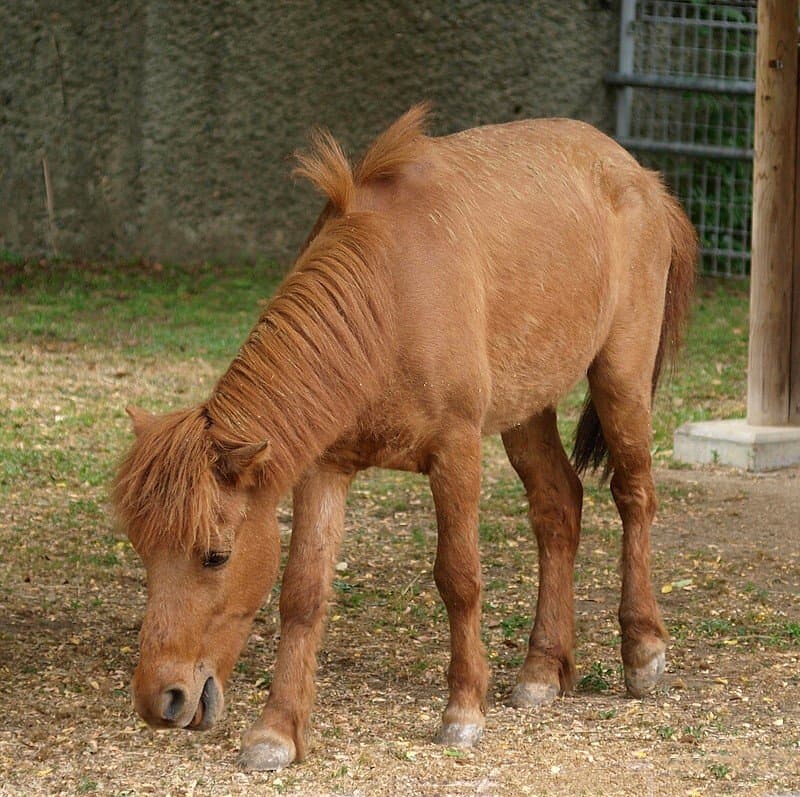 Cavalli più piccoli - Noma