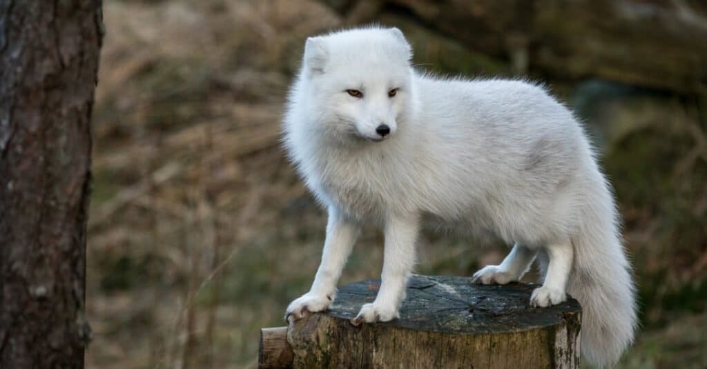 Animali bianchi - volpe artica