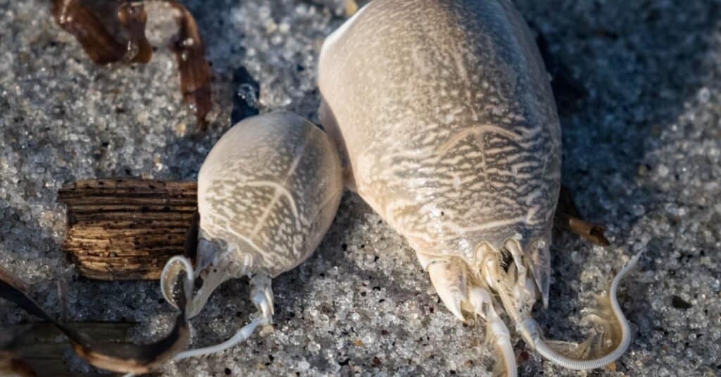 Cosa mangiano i granchi di sabbia?