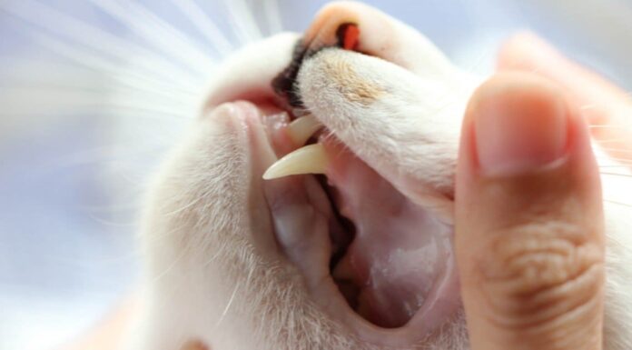 Denti di gatto: tutto quello che c'è da sapere
