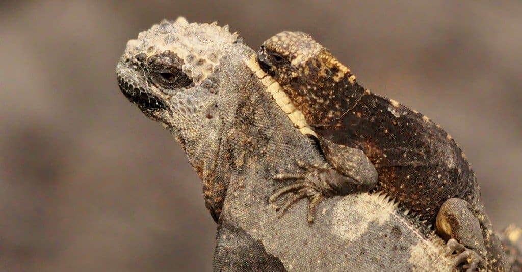 piccola-iguana-marina-che-cavalca-sulla-schiena-di-sua-madre