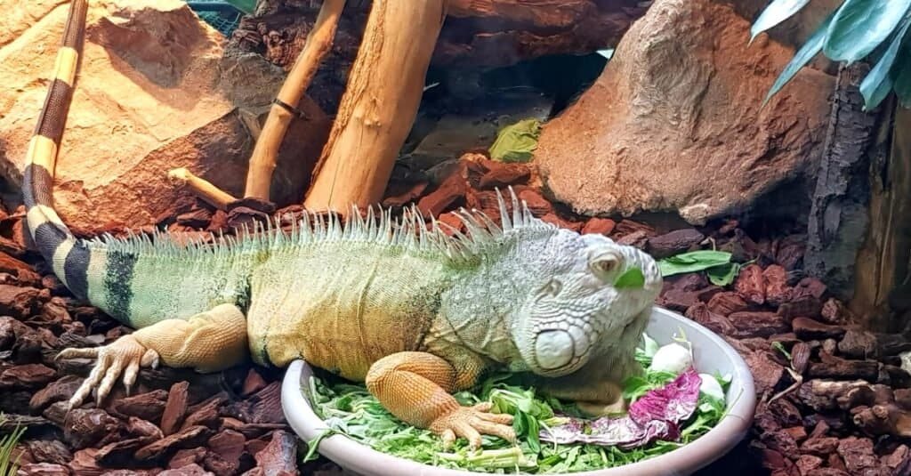 grande-iguana-verde-che-mangia-un-insalata