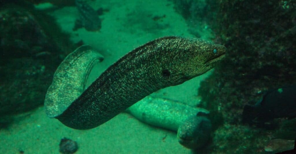 Le anguille più grandi sono le murene della California 