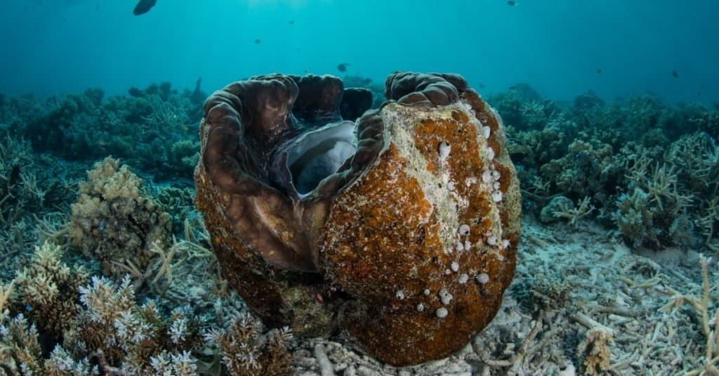 Una massiccia vongola gigante (Tridacna gigas) cresce sul fondo del mare nella Repubblica di Palau