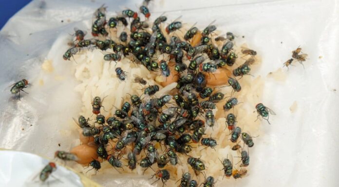  Cosa mangiano le mosche domestiche?  Oltre 15 alimenti di cui si nutrono
