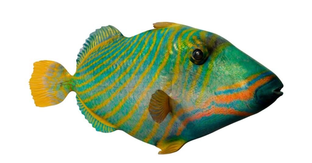 Bellissimi animali verdi - pesci balestra ondulati