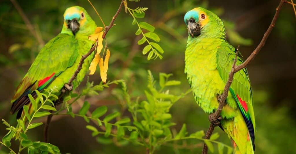 Bellissimi animali verdi - Amazon Parrot