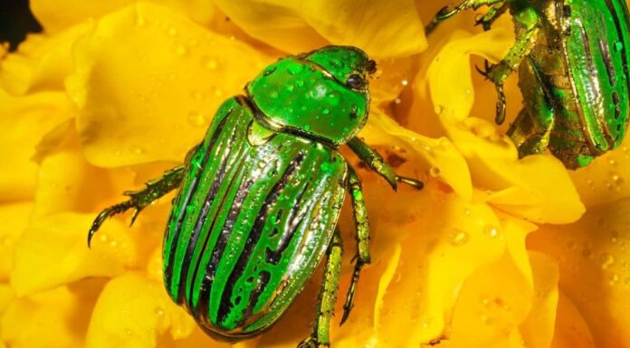 10 bellissimi animali verdi
