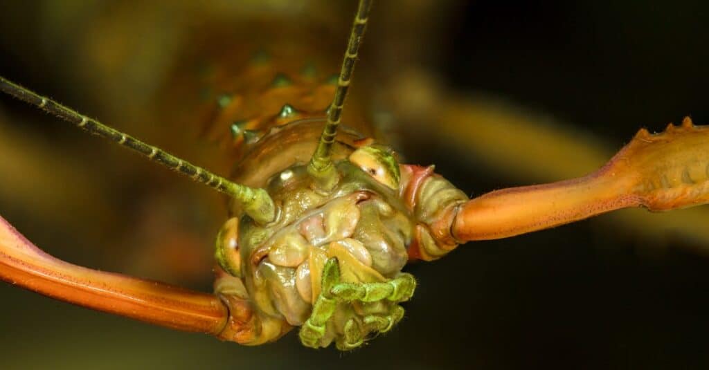 Cosa mangiano gli insetti stecchi?