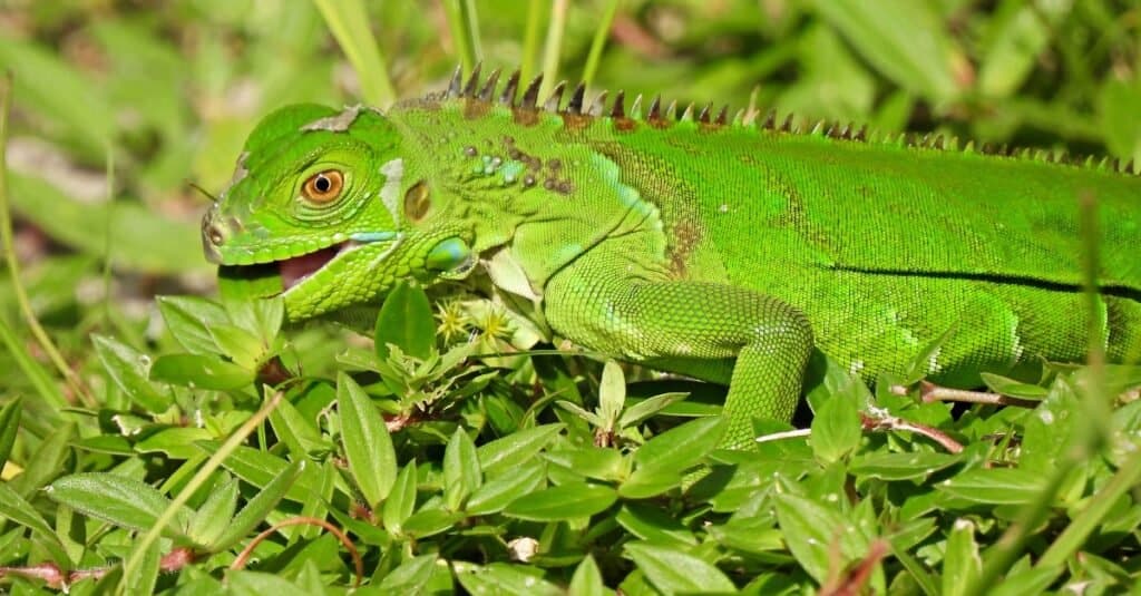 baby-iguana-verde-che-mangia-una-foglia