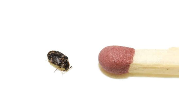 Larve di scarabeo tappeto: che aspetto hanno?

