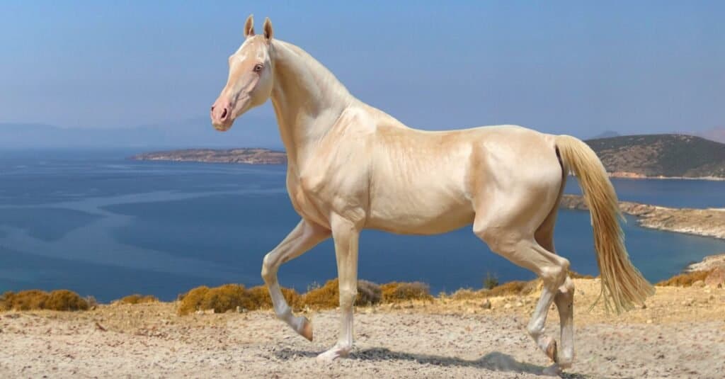 I cavalli più costosi - Akhal Teke