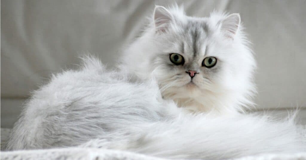 I gatti più amichevoli - Persiano