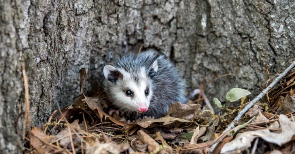 baby-opossum-in-autunno