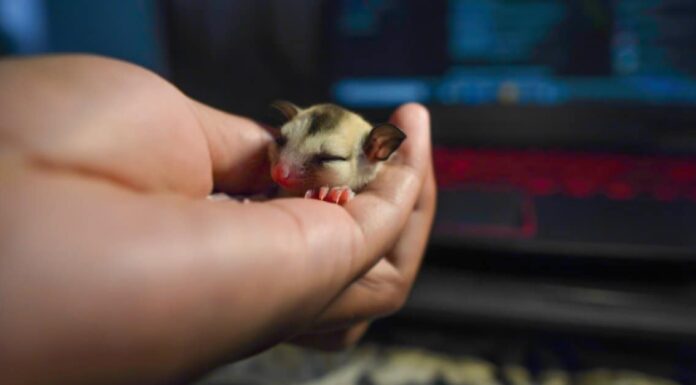 baby-opossum-family