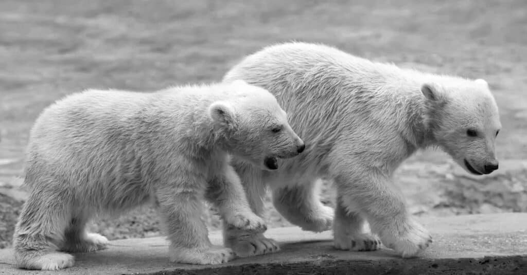 Come si chiama un cucciolo di orso polare? Fratelli