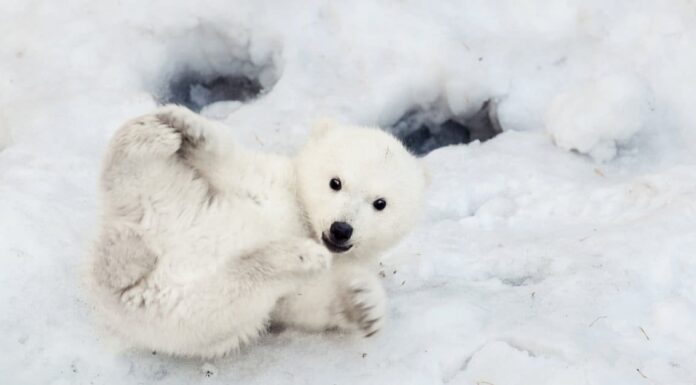 baby-polar-bear-playing