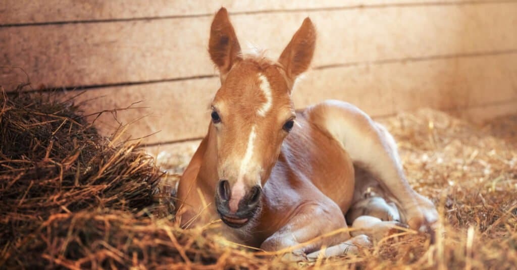 baby-cavallo-rilassante