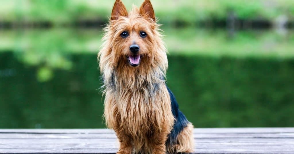 I cani più carini/carini: un cane di razza Australian Silky Terrier seduto fuori su un molo di legno con sfondo verde.