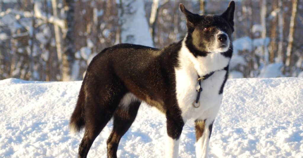 I cani più carini / più carini - Cane da orso careliano