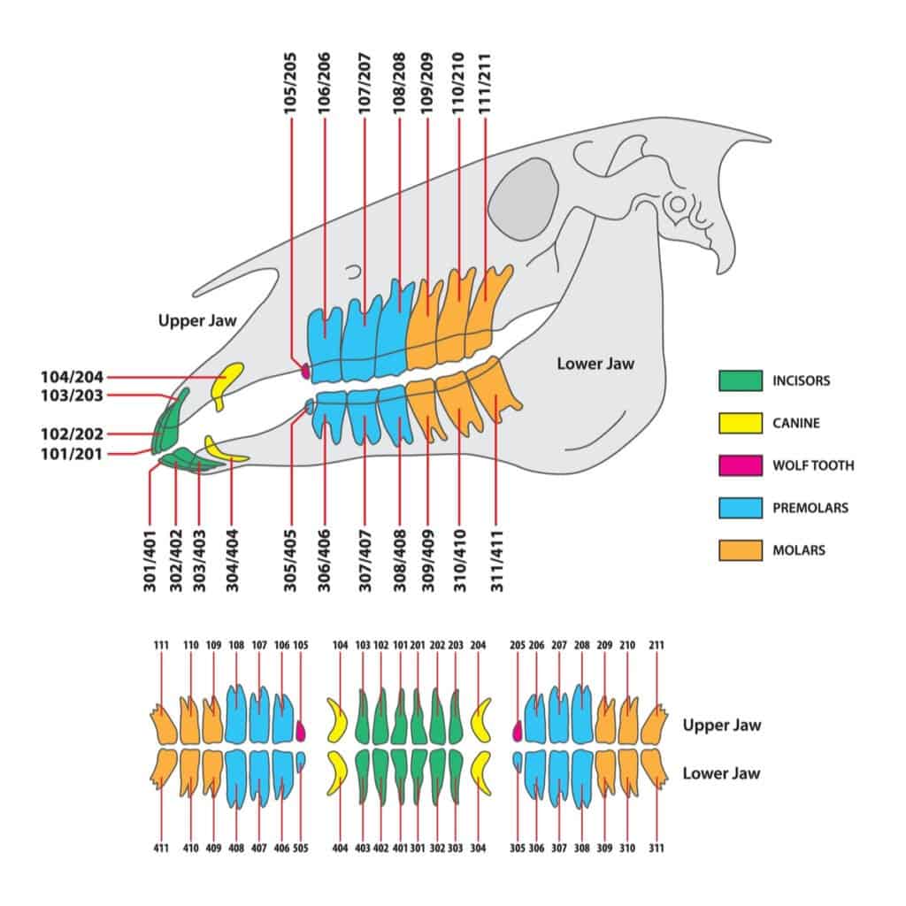 Denti di cavallo - Schema dei denti di cavallo