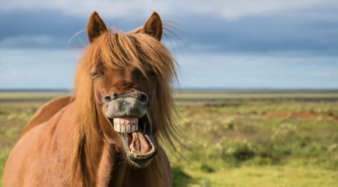 Denti di cavallo: tutto ciò che devi sapere
