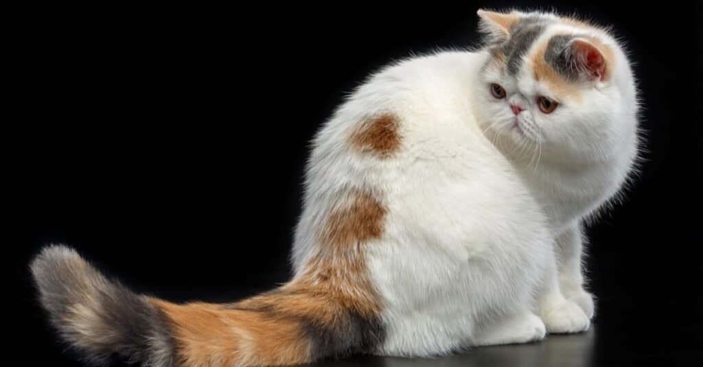 I gatti più brutti: il pelo corto esotico
