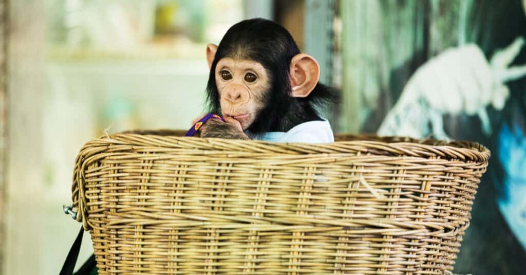 baby-scimpanzé-cesto