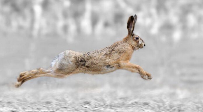 Amazing Desert Animals: Antelope Jackrabbit