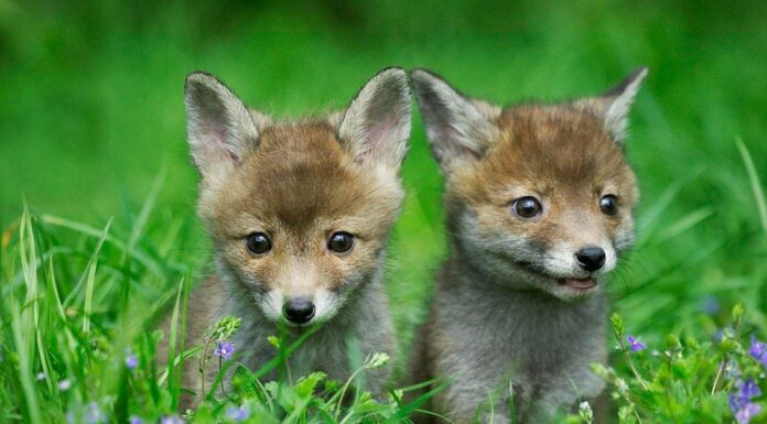 baby-fox-siblings