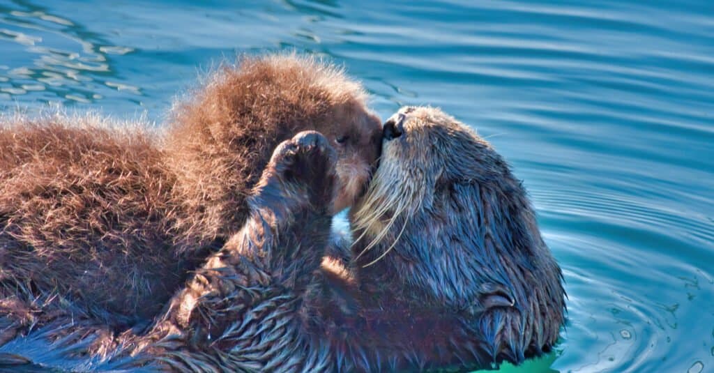 baby-lontra-coccole