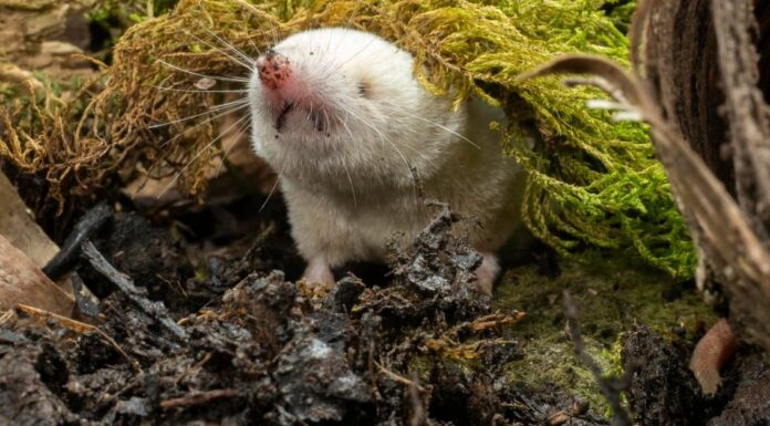  Cosa mangiano i toporagni?  11 alimenti per un piccolo animale
