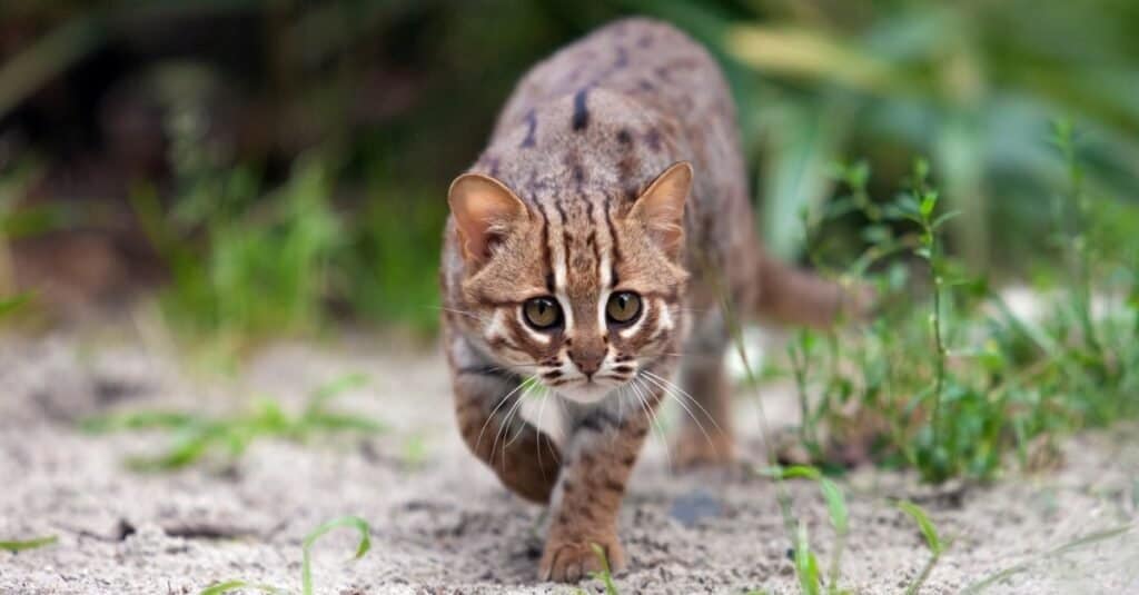 I gatti più veloci: il gatto maculato