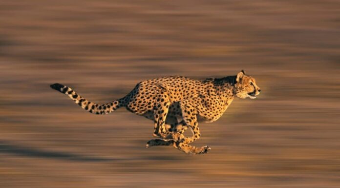 I 7 gatti più veloci del mondo
