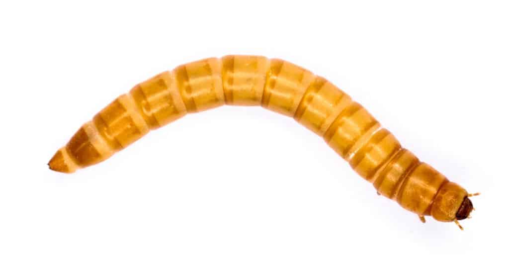 Cosa mangiano i vermi della farina - un verme della farina su uno sfondo bianco
