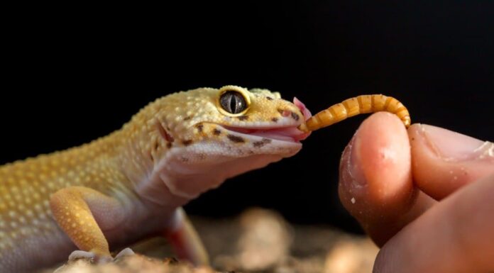 What Do Mealworms Eat