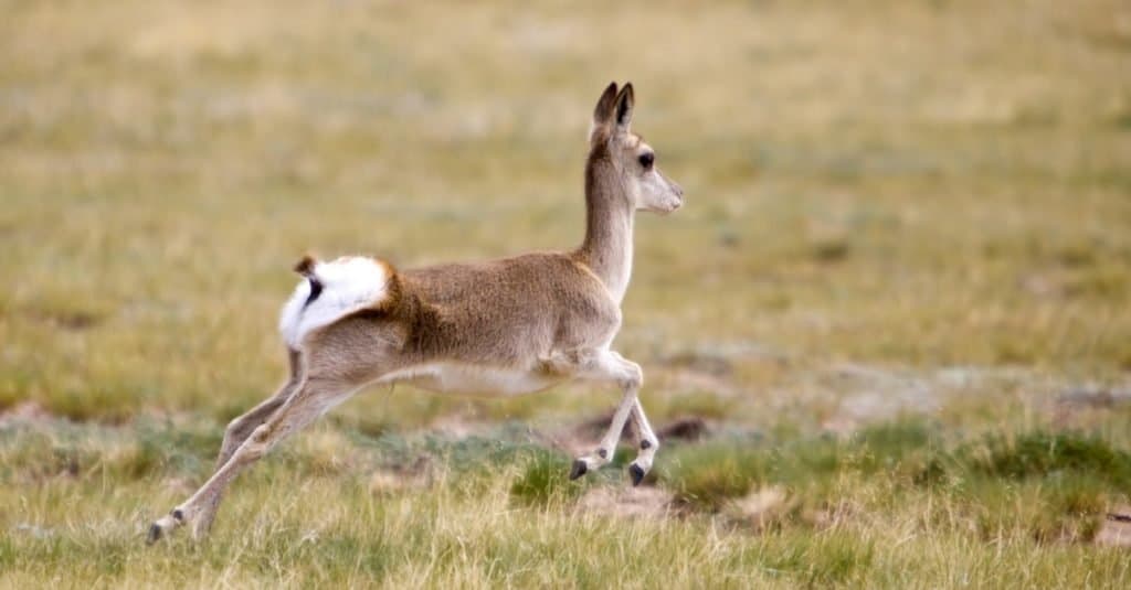 Incredibile animale di montagna: gazzella tibetana