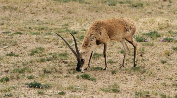 What Do Gazelles Eat?